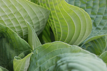 Obraz premium Leafs of Hosta perennial named Big Daddy. Focus on leaf in the middle of the image.