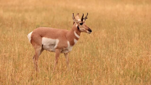 Pronghorn in Yellowstone National Park in Wyoming