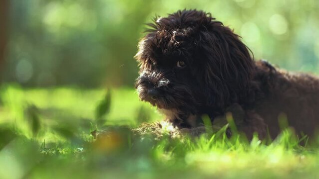 Little baby dog puppy is sitting and playing in a sunny garden with green grass and trees. Happy friendly and free domestic pet with curly black and brown dark fur moving in slow motion close up.