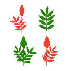 Sumac. Plant. Leaves, flower. Silhouette