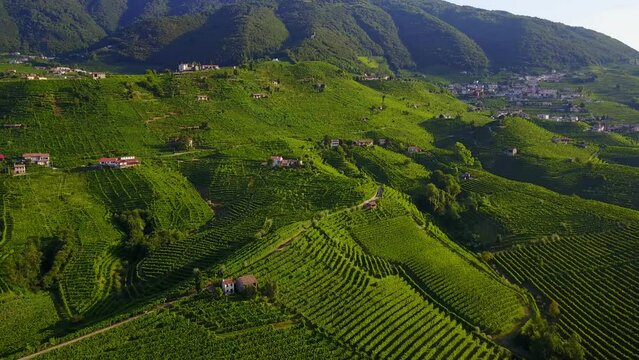 Aerial drone shot of the green hills in the Valdobbiadene prosecco area. Vineyards on steep slopes in Italy during a sunny summer day.