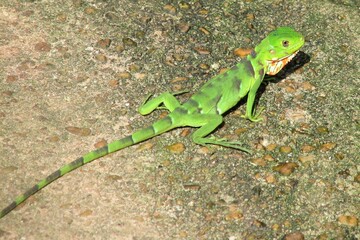 Iguana verde