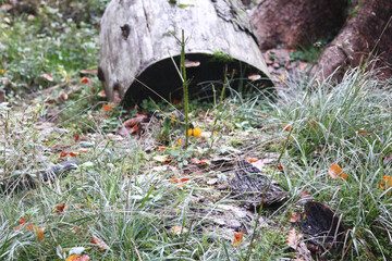 in the forest