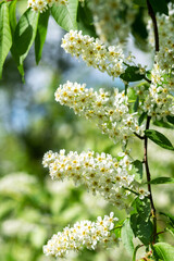 Branches of flowering bird cherry trees in close-up. white Prunus padus flowers with green foliage on a bokeh background. Spring blooming	