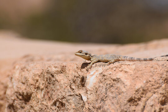 
A Painted Dragon Lizard Laudakia stellio brachydactyla basking on a rock in Jordan