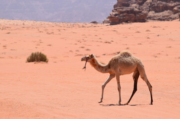 A baby camel walking through the desert at Wadi Rum in Jordan 