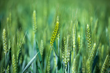 The green fields of May promise good harvest