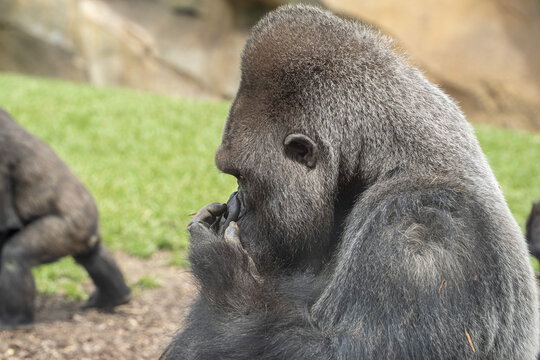 Silverback gorilla male ape monkey portrait