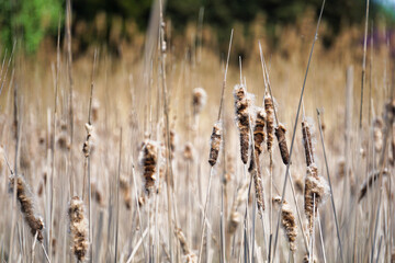 Many dried reeds - horizontal photograph