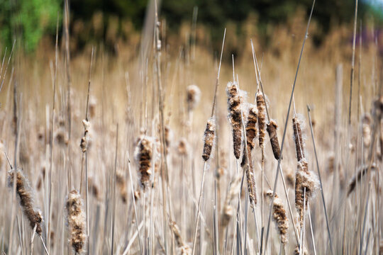 Many Dried Reeds - Horizontal Photograph