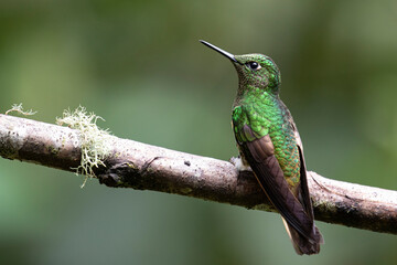 Buff-tailed Coronet Hummingbird on a branch