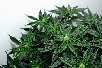 Cannabis plant isolated on white background. Layout of fresh wet marijuana leaves, watering bush,...