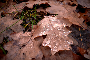 Abstract background of dry oak leaves with drops at autumn.