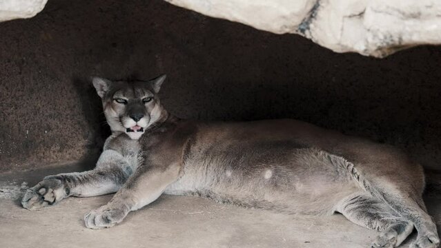 Puma Or Mountain Lion Resting In A Cave. close up