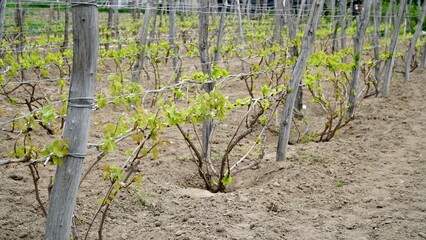 Fototapeta na wymiar The Vitis vinifera vines are grown in the farm's vineyard. Vineyards for wine production next to the winery in farms and farms.