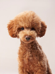 curly dog on a beige background. Portrait red poodle in the studio