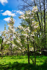 White blossom japanese cherry tree