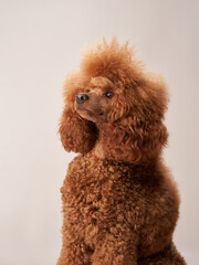 curly dog on a beige background. Portrait red poodle in the studio