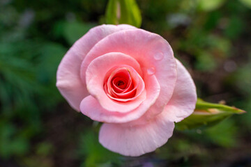  Beautiful red roses flowers, glossy and green leaves on shrub branches against the green foliage.