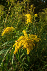 Goldrute Blüte in gelb auf einer Wiese