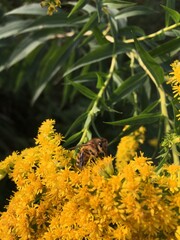 Biene auf einer Goldrute Blüte in gelb, auf der Wiese
