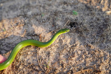 green snake in the grass