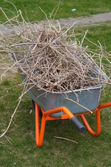 Garden work in spring. Pruning a hydrangea bush and collecting scraps for planting.