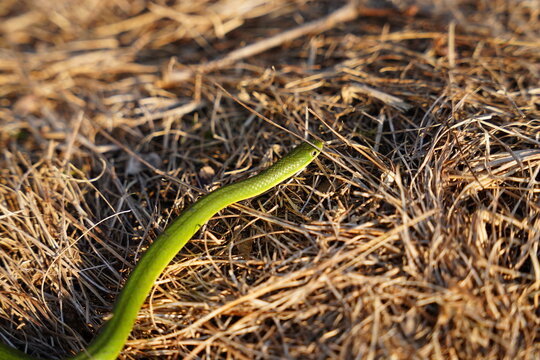 green snake in the grass