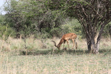 Impala in the wild