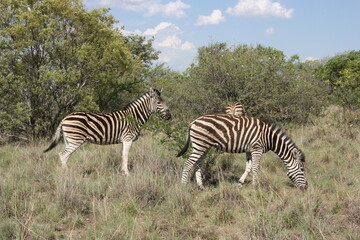 Fototapeta na wymiar Zebras grazing on grasses
