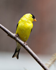 American Goldfinch Photo and Image. Finch close-up profile view, perched on a branch with a blur coniferous background in its environment and habitat surrounding displaying its yellow feather plumage.