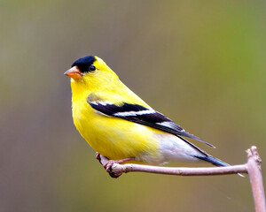 American Goldfinch Photo and Image. Close-up profile view, perched on a twig with a soft defocused...