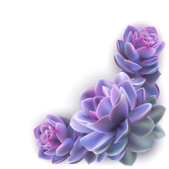 Illustration of purple echeveria succulent plant isolated. Background for invitation of greeting card template, cover, web design
