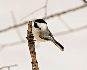 Chickadee Photo and Image. Perched on a branch enjoying its habitat and environment surrounding displaying feather plumage, body, head, eye, beak, plumage.