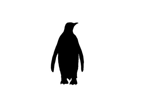 Penguin vector logo design template.Penguins Vectors,Black and white paint penguin. Vector illustration.