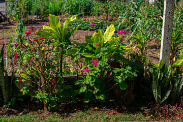 garden with flowers and foliage