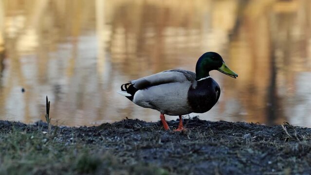 a drake walks on the shore of the lake and eats food. Close up 4k footage of a duck on the waterside of the pond