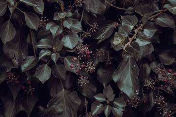 Fondo oscuro hojas de hiedra con frutos en forma de estrella