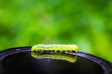 close up of caterpillar on Smart Watch