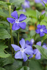 Vinca minor or periwinkle. Violet vinca flowers covering the meadow ground.