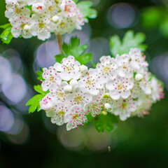 tree flowers