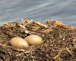 Loon Eggs Photo Stock. Loon eggs and nest building with marsh grasses and mud on the side of the...