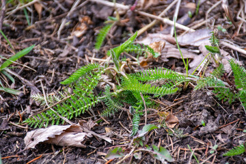 Yarrow
