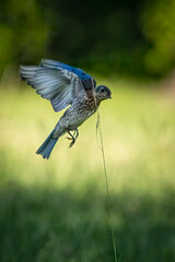 blue bird in flight