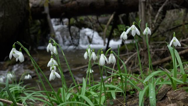 Snowdrop, Herald of Spring in natural ambient (Galanthus nivalis) - (4K)