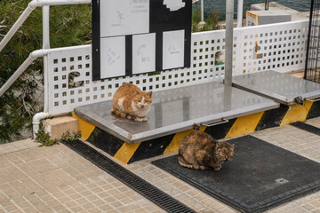 Wilde Katzen im Hafen betteln alle Leute um Futter an