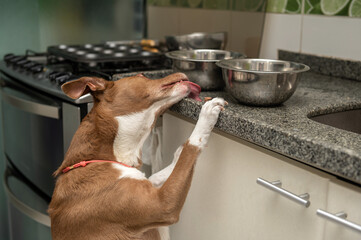 Hungry mixed breed dog licking kitchen counter looking for food in the bowls. 