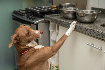 Mixed breed hungry dog standing on kitchen counter looking for food in the bowls. 