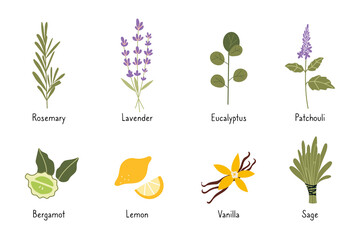 Set of popular essential oil plants, cartoon style. Concept of nature aromatherapy. Trendy modern vector illustration isolated on white background, hand drawn - obrazy, fototapety, plakaty