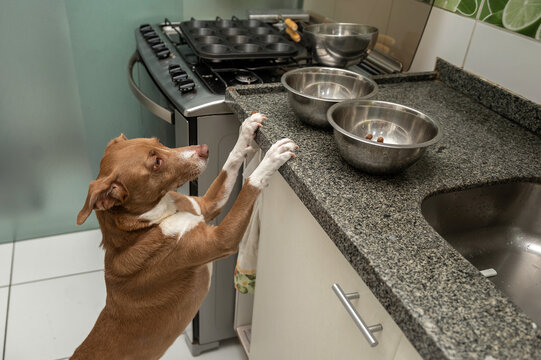 Mixed Breed Hungry Dog Standing On Kitchen Counter Looking For Food In The Bowls. 